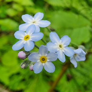 Myosotis spp.