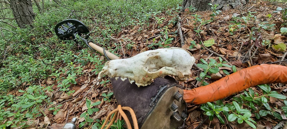 small skull found when metal detecting