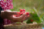 Les cerises du soleil