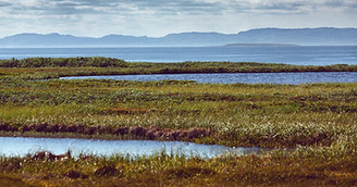 Wetland Creation
