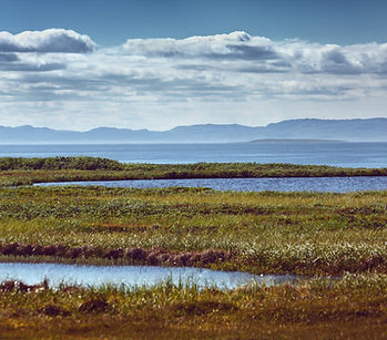Wetland Creation