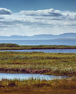 Wetland Creation