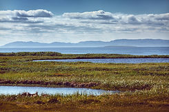Wetland Creation