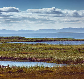 Wetland Creation