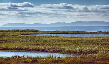 Wetland Creation