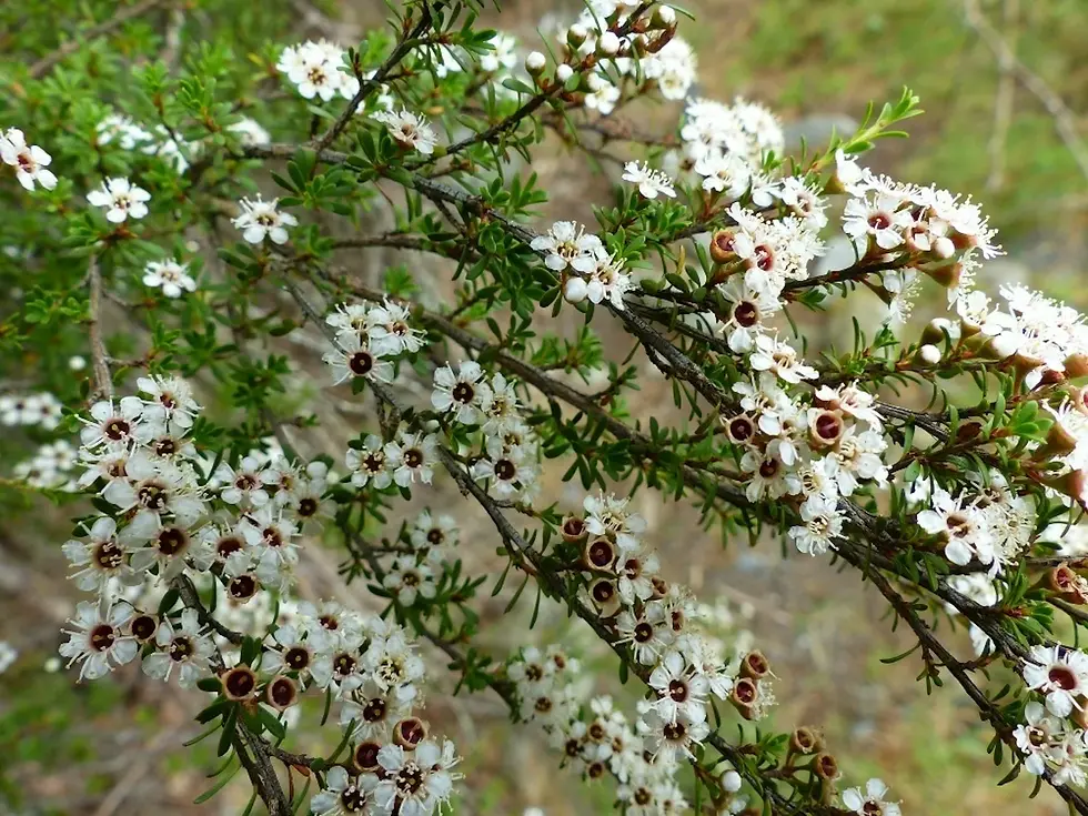 Photo by John B. (2015). kānuka (Kunzea ericoides). https://inaturalist.nz/observations/1214950