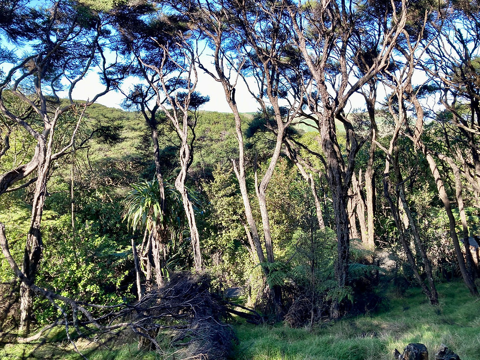 An Abiotic Component as Artist, Its Biotic Subject a Home- kānuka