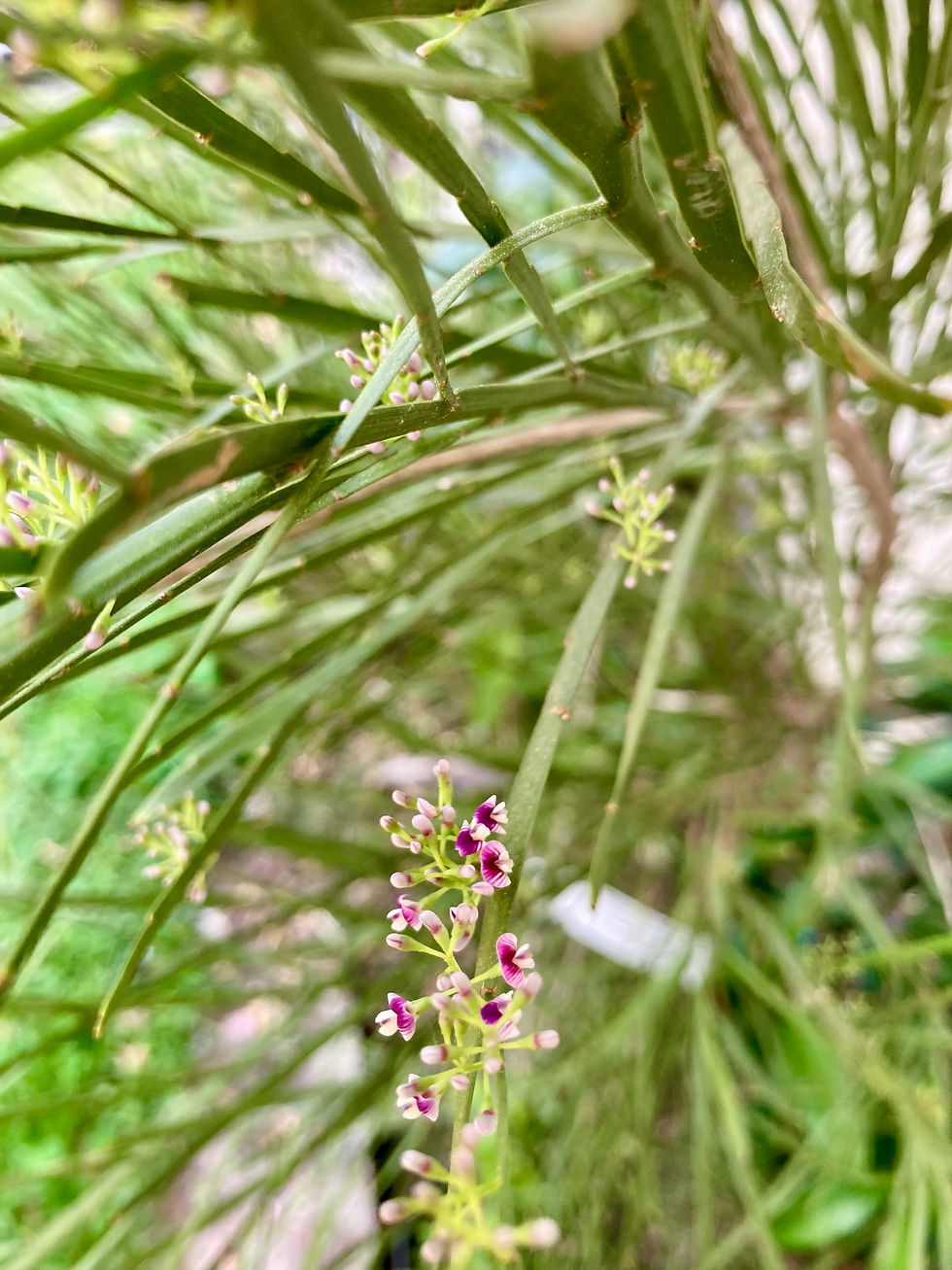Carmichaelia australis flower | common native broom, mākaka, maukoro, tainoka, taunoka, taranagahape. Photo by E. Hanzel