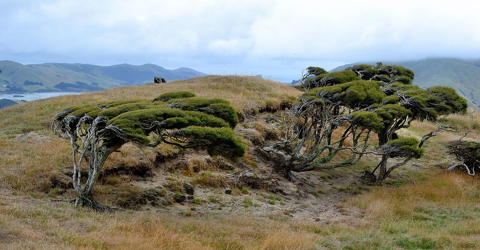 Photo by J. Morton. (2012). The roaring forties, Otago Harbour, New Zealand. https://www.flickr.com/photos/184659367@N07/49165822006