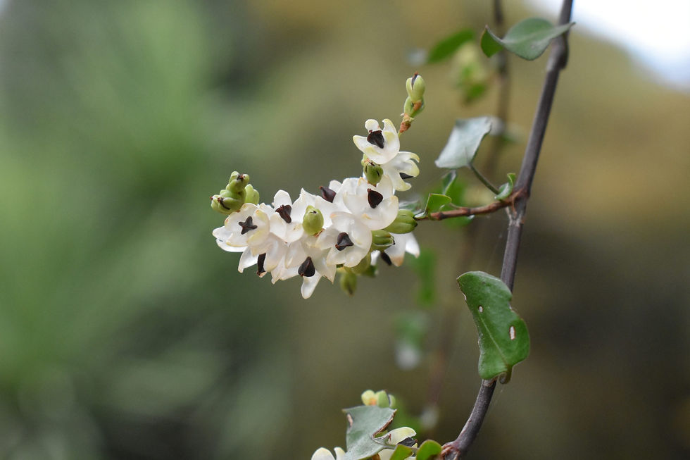 Photo by Cambridge University Botanic Garden. (2022). Muehlenbeckia complexa fruit. https://www.botanic.cam.ac.uk/the-garden/plant-list/muehlenbeckia-complexa/.
