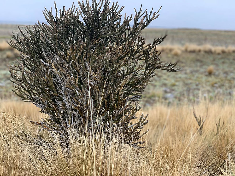 Photo by R. Janes and L. Caygill (2021). Carmichaelia crassicaulis subsp. crassicaulis https://www.facebook.com/Trees4Canterbury/posts/carmichaelia-crassicaulis-subsp-crassicaulis-coral-broom-is-a-very-unique-specie/4808463145871634/
