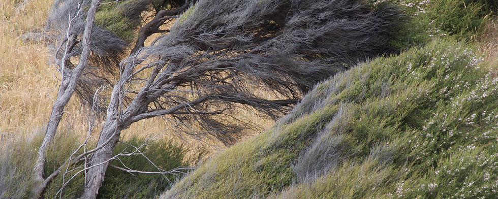 Photo by J. Sullivan. (2014). kānuka, Oakains Bay, Canterbury. https://www.flickr.com/photos/mollivan_jon/16287684146
