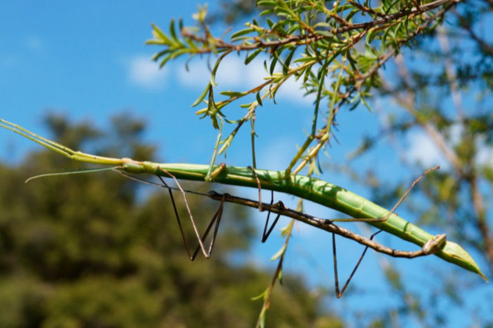 Photo by S. Trewick. (2019). Mate guarding the New Zealand stick insect Clitarchus hookeri on the host plant, kānuka, Kunzea ericoides. https://www.mdpi.com/2075-4450/10/7/202