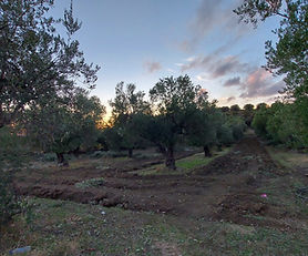 Olive grove for sale next to the main road.