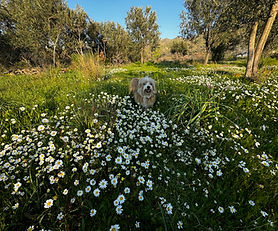Eressos, Psinia. Small property for sale with olive trees and sea view.