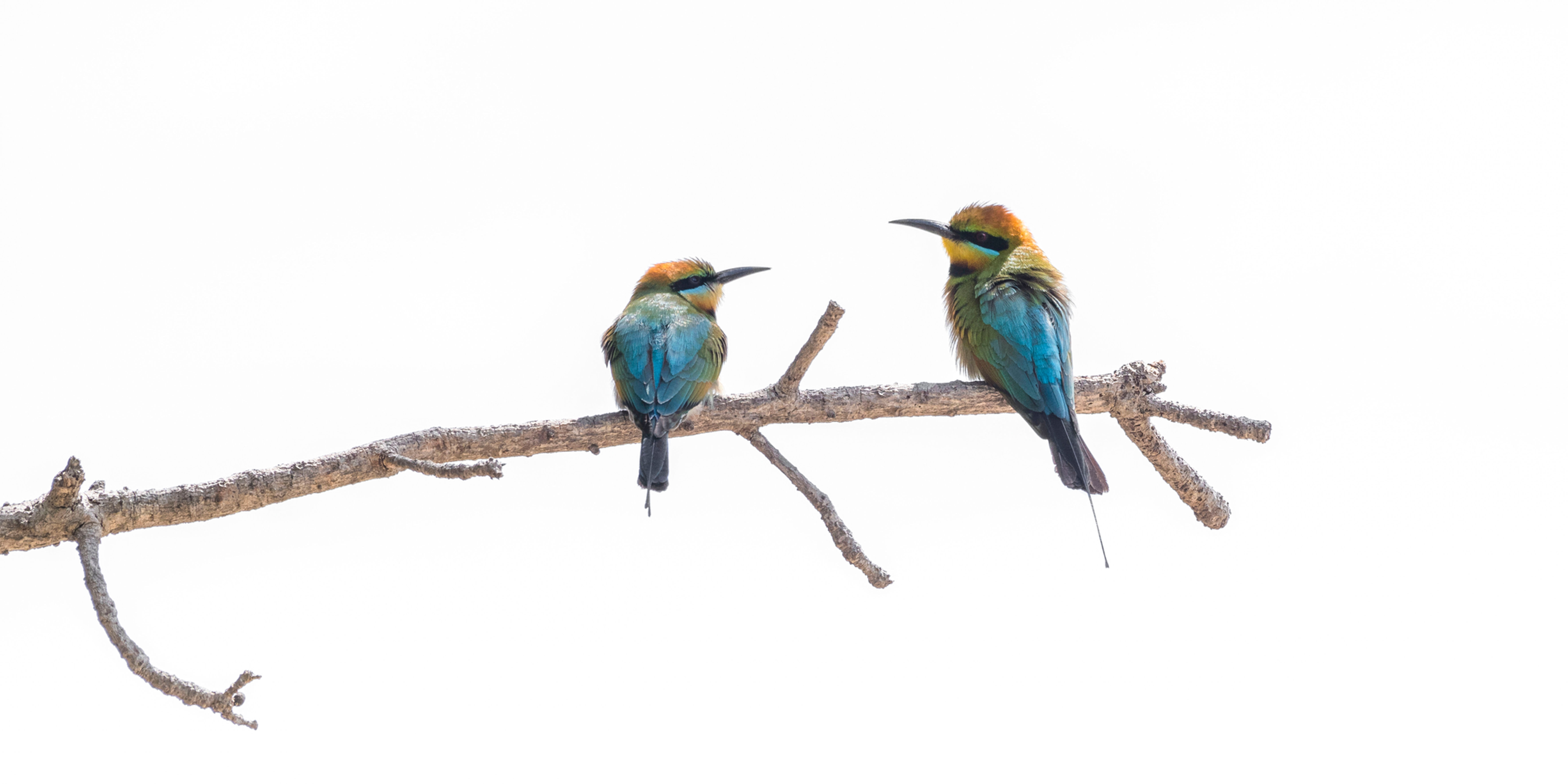 Rainbow Bee-eaters 45 x 50 cm