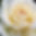 shining white rose, close up.jpg
