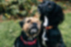 cute-black-spaniel-dog-border-terrier-sitting-grass.jpg