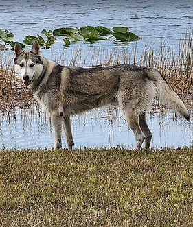 6tNbQ0XIN4ACNNeD (1).png