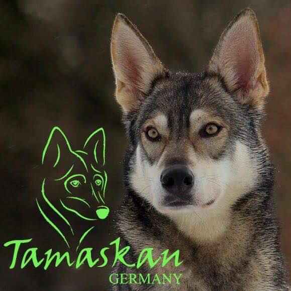Tamaskan Germany e.V.