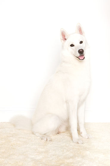Siberian Husky_edited.jpg