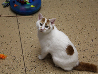 Scarlett the Cat: Superior to Scarlett Johansson