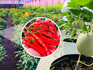 Smart Protected Cultivation: A Game-Changer for Climate-Affected Farming Regions