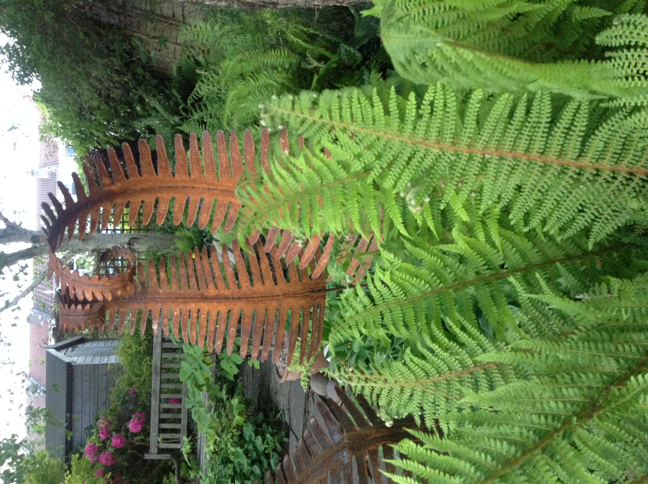Fern Fronds