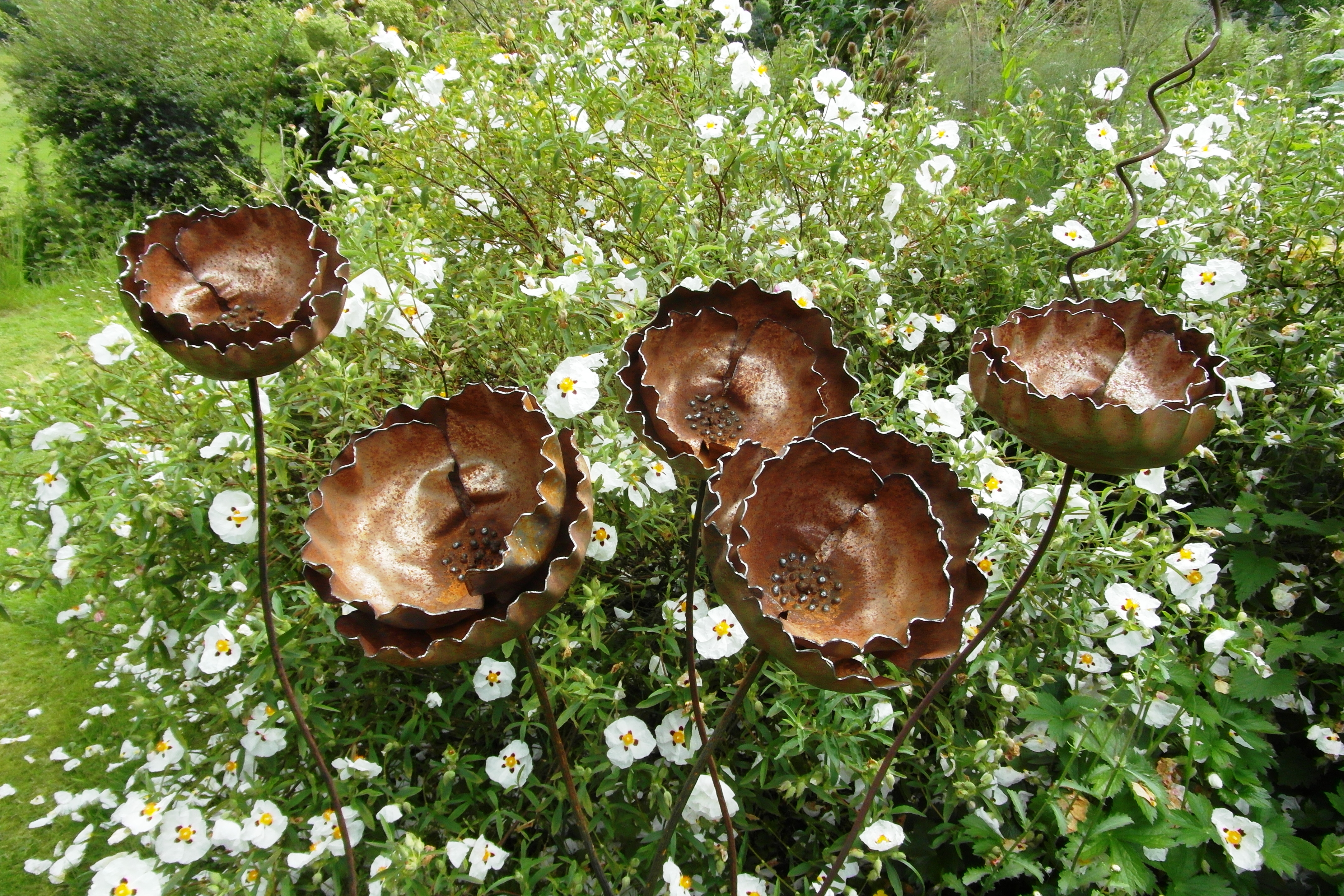 Giant Poppies. £45 each.