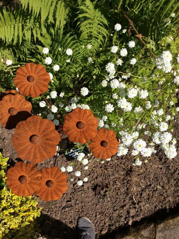 Wind Daisies
