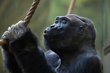 Gorilla