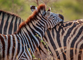 Two Bonding Zebras..jpg
