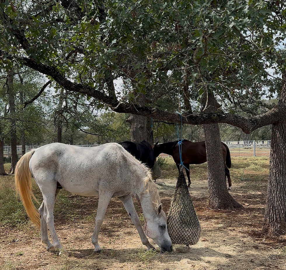 Maz back home eating 9/14/25