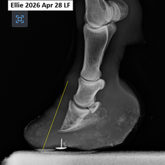 Xray LF