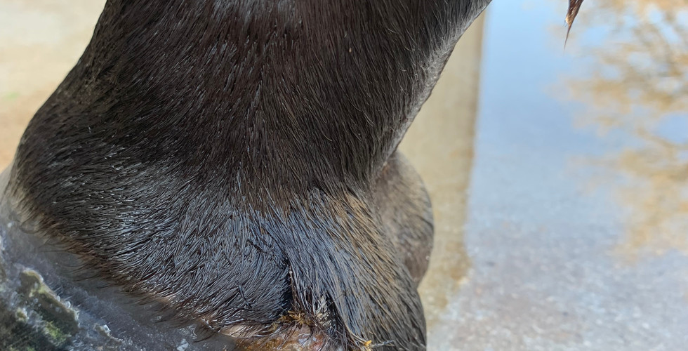 Still struggling with lunging