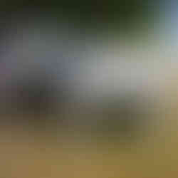 Maz's Melanoma ~2016