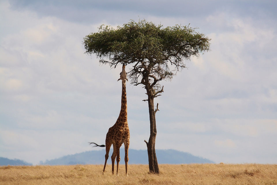 giraffe-g895937121_1920.jpg