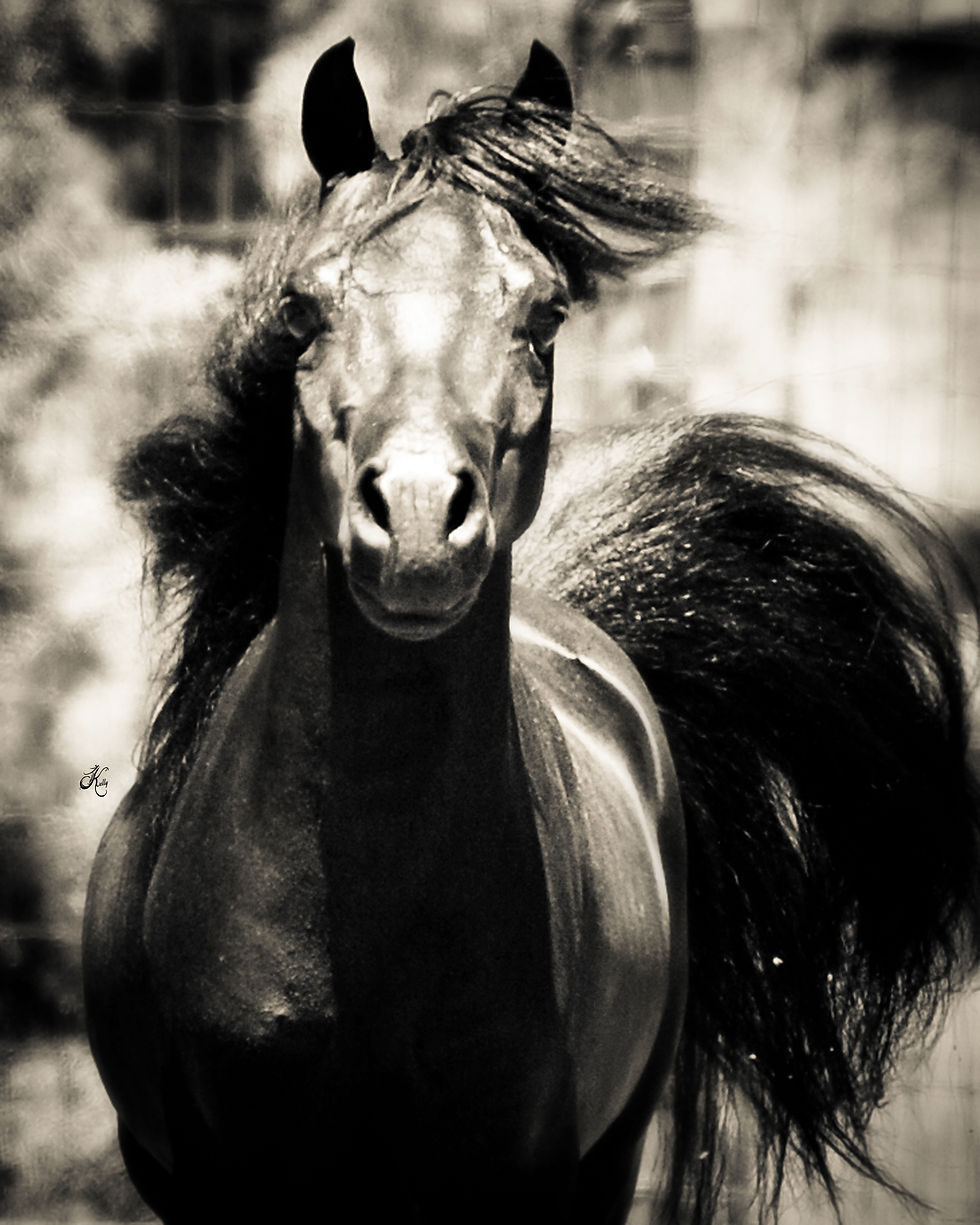 Aloha Acres Striders Back In Black