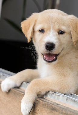 Cute golden retriever for pet video highlight and editing