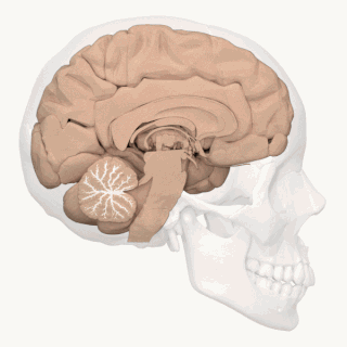 Arbor_vitae_-_animation.gif