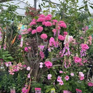 Pink hydrangea at centre of display of pink floweed plants