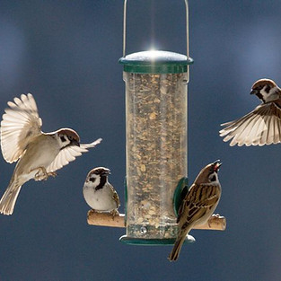 Wild birds flying around a feeder