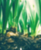 Flower Bulb