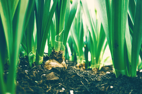 organic gardens at retreat