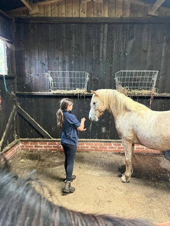 Cream pony