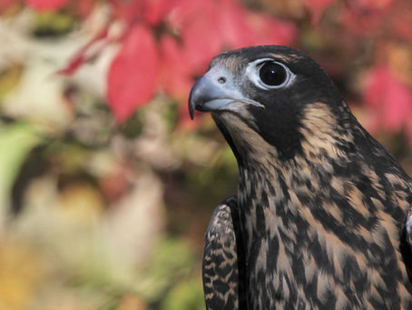 The Ripple Effect of Conservation: How Small Actions Create Big Change