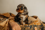 Sage Male Mini Bernedoodle