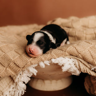 Bernedoodle puppies