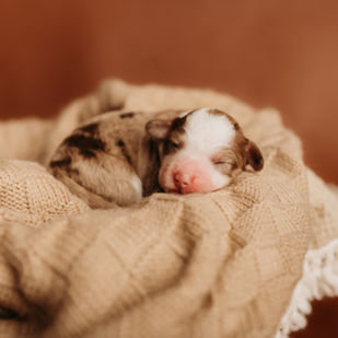 bernadoodle puppies