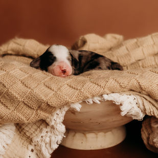 Bernedoodle Puppy